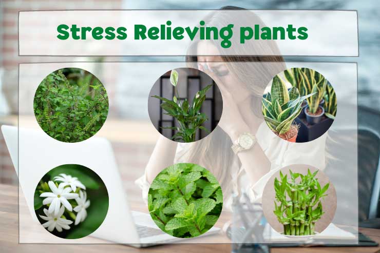 Stress Relieving plants in Hindi